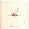 Immersed